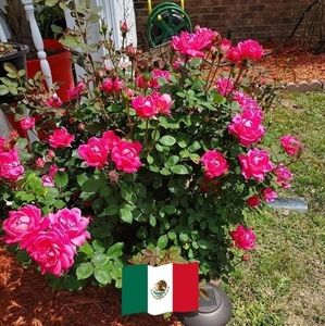 Meet your Posher, Rocio